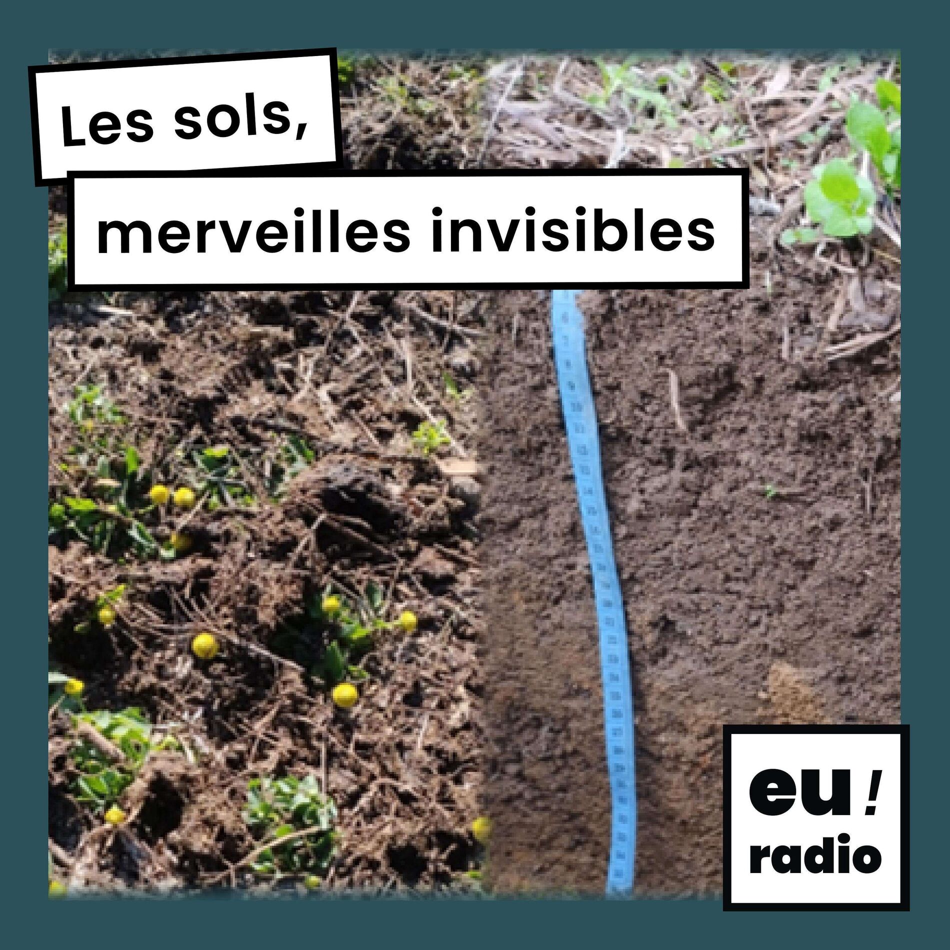 Show cover of Les sols, merveilles invisibles - Tiphaine Chevalier
