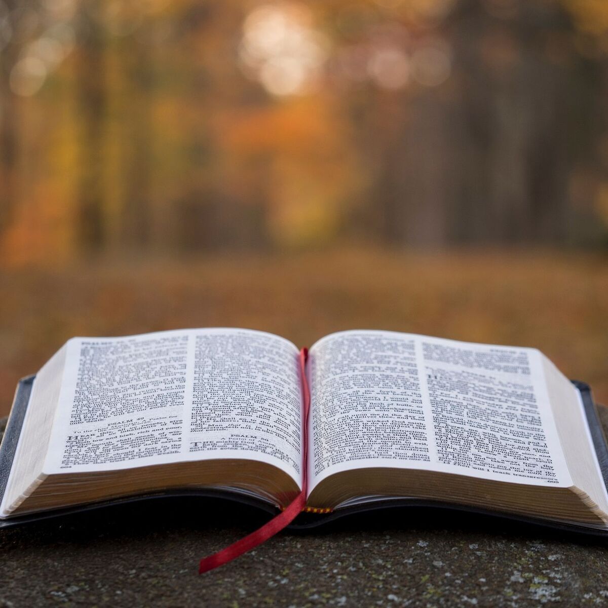 Show cover of Taylor Bible Study NKJV Commentary