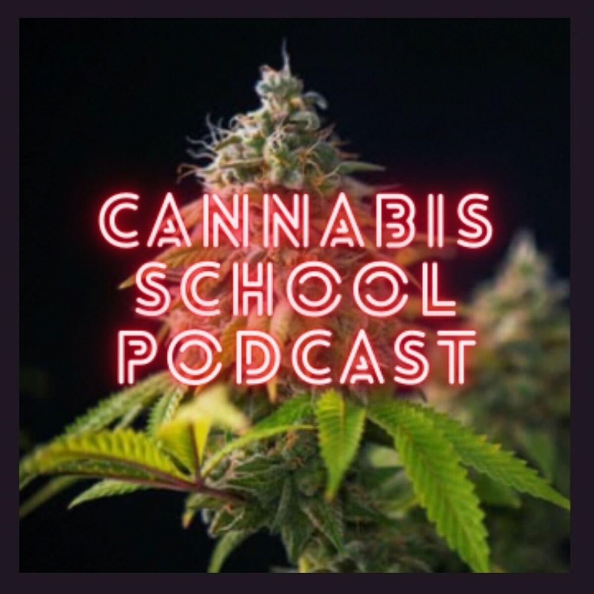 Show cover of Cannabis School