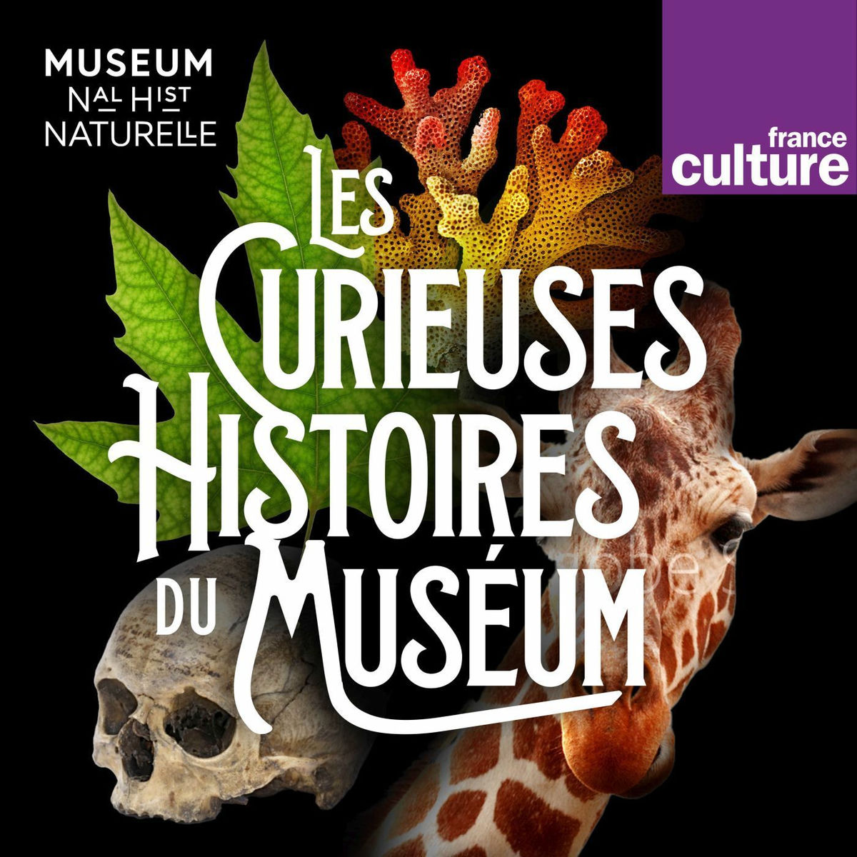 Show cover of Les Curieuses histoires du Muséum