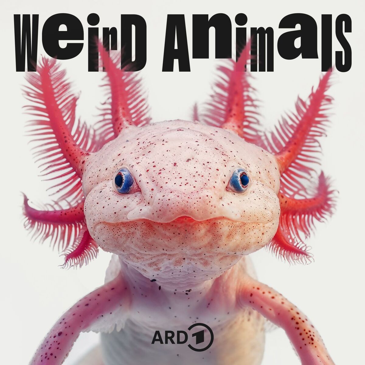 Show cover of Weird Animals