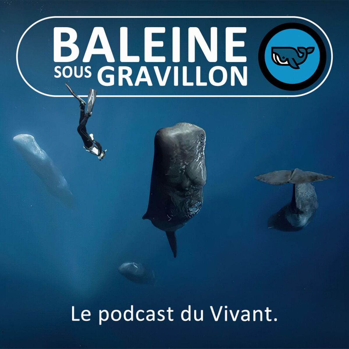 Show cover of Baleine sous Gravillon
