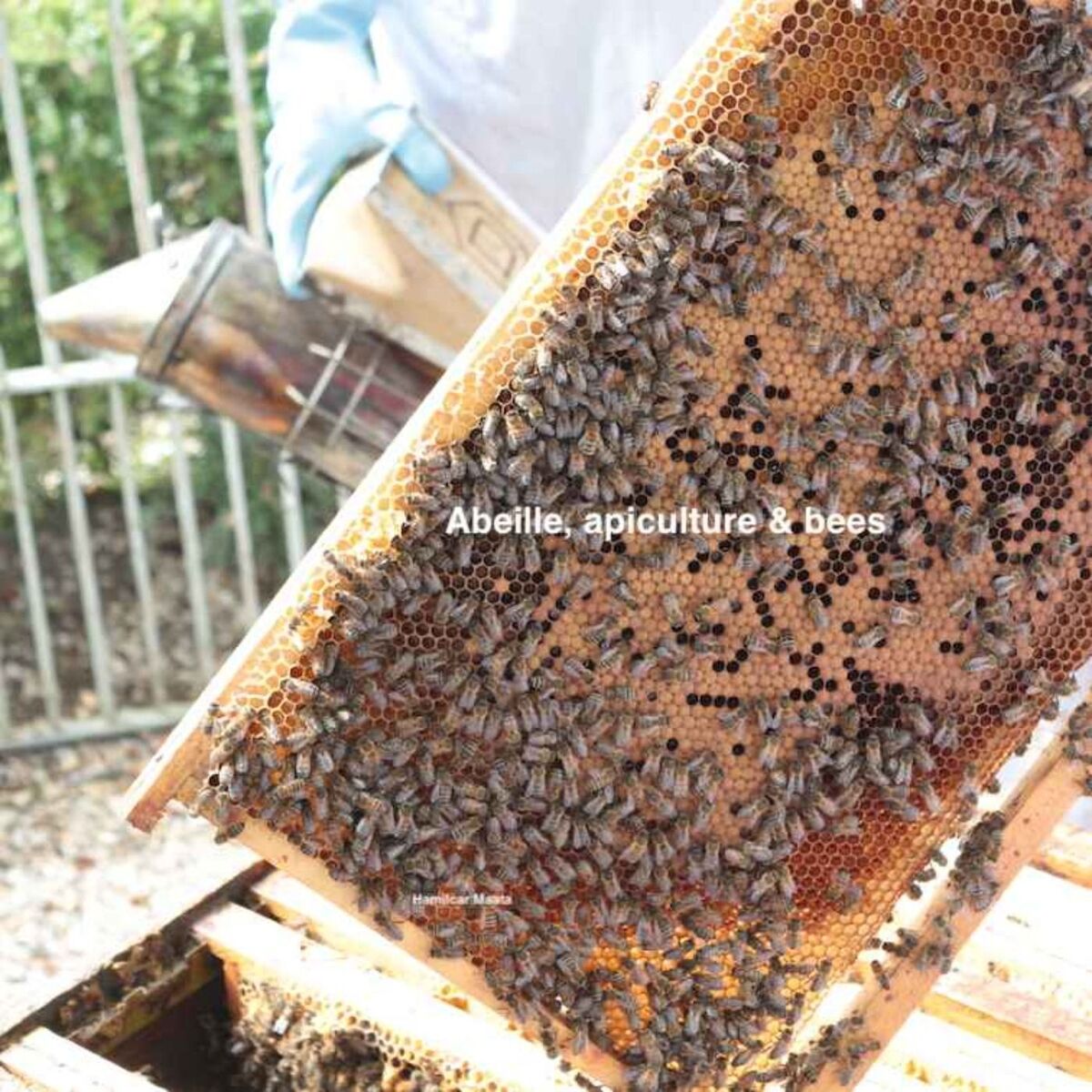 Show cover of Abeille, Apiculture & Bees
