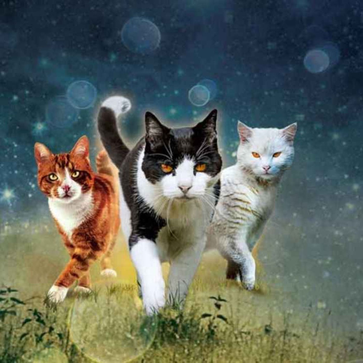 Show cover of Warrior cats mit Nachtsee