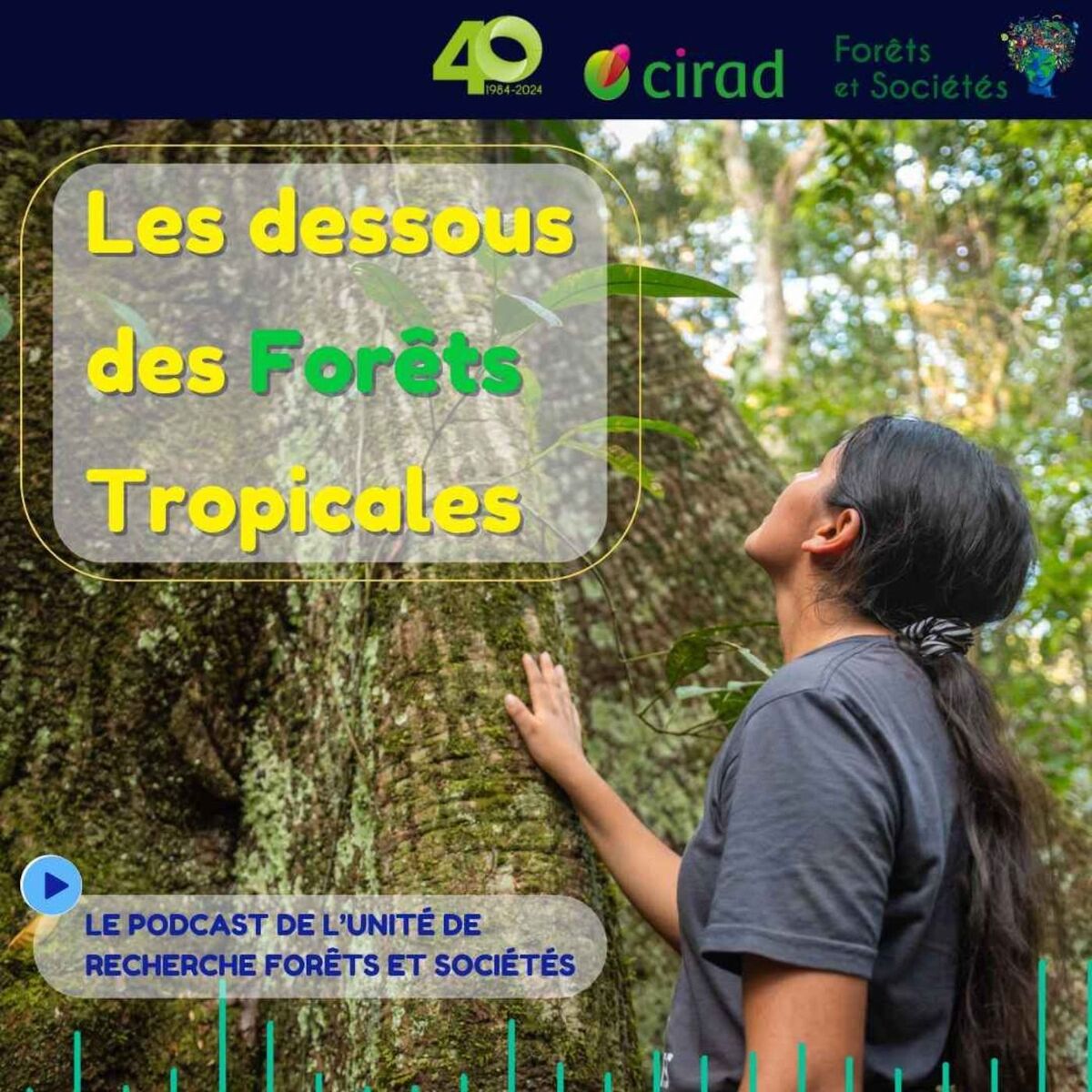 Show cover of Les Dessous des Forêts Tropicales
