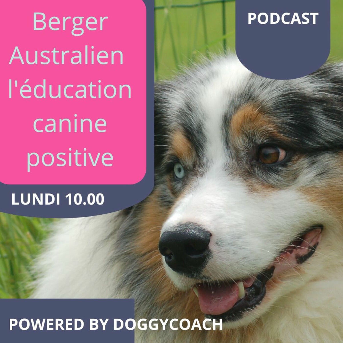 Show cover of Berger Australien l'éducation canine positive