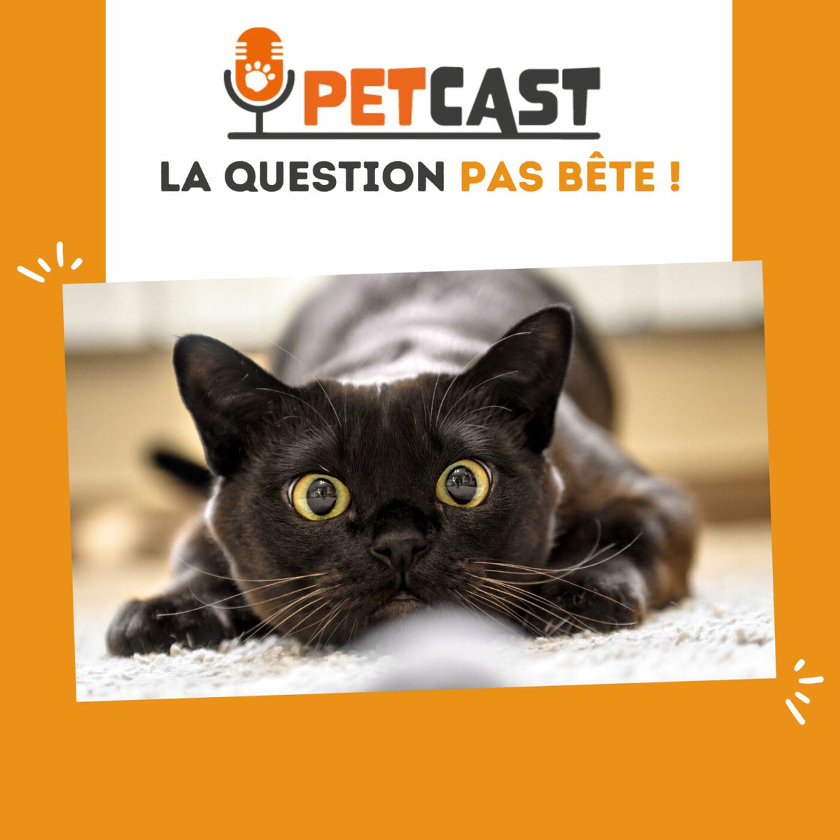 Show cover of La question pas bête ! 🐾🧐