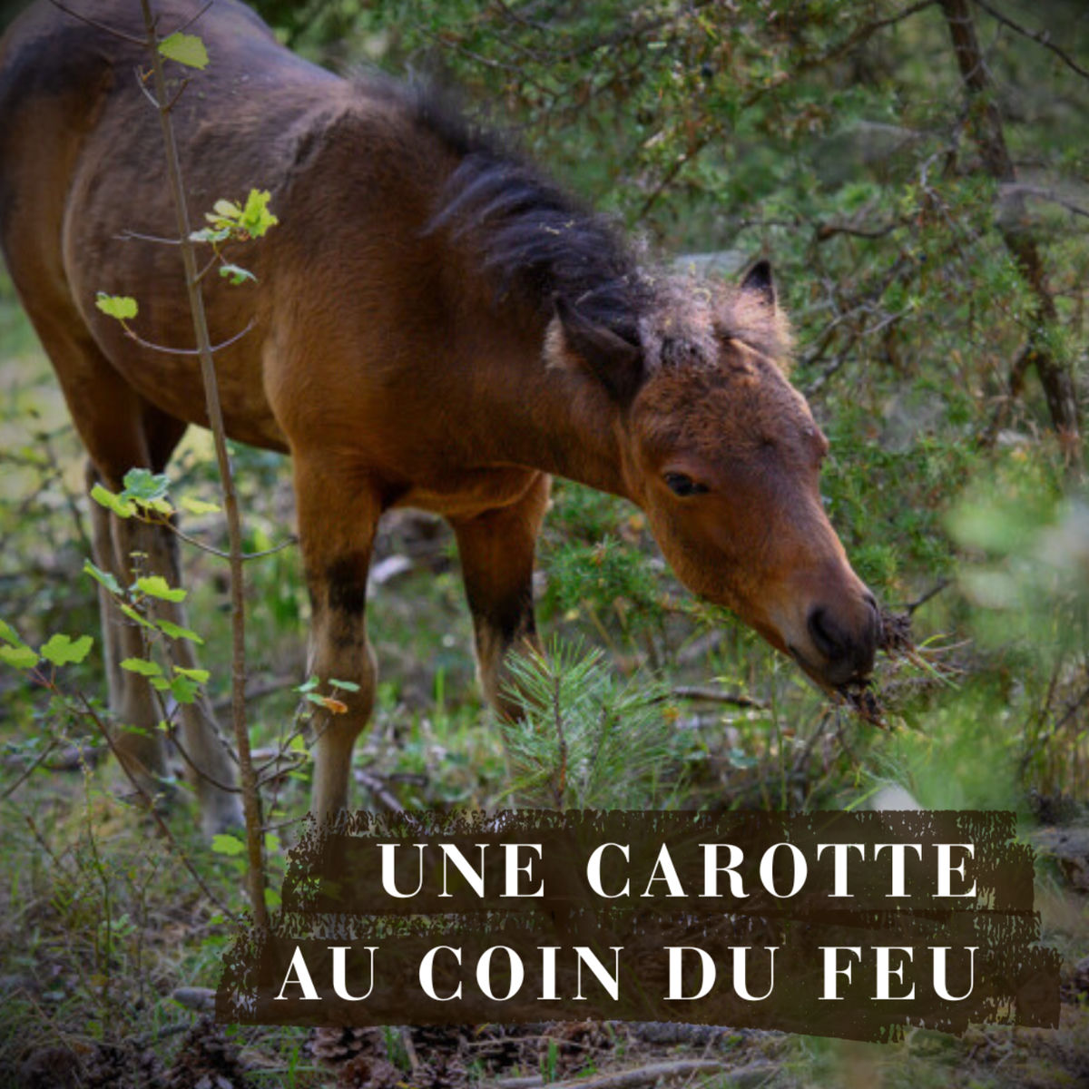 Show cover of Une carotte au coin du feu