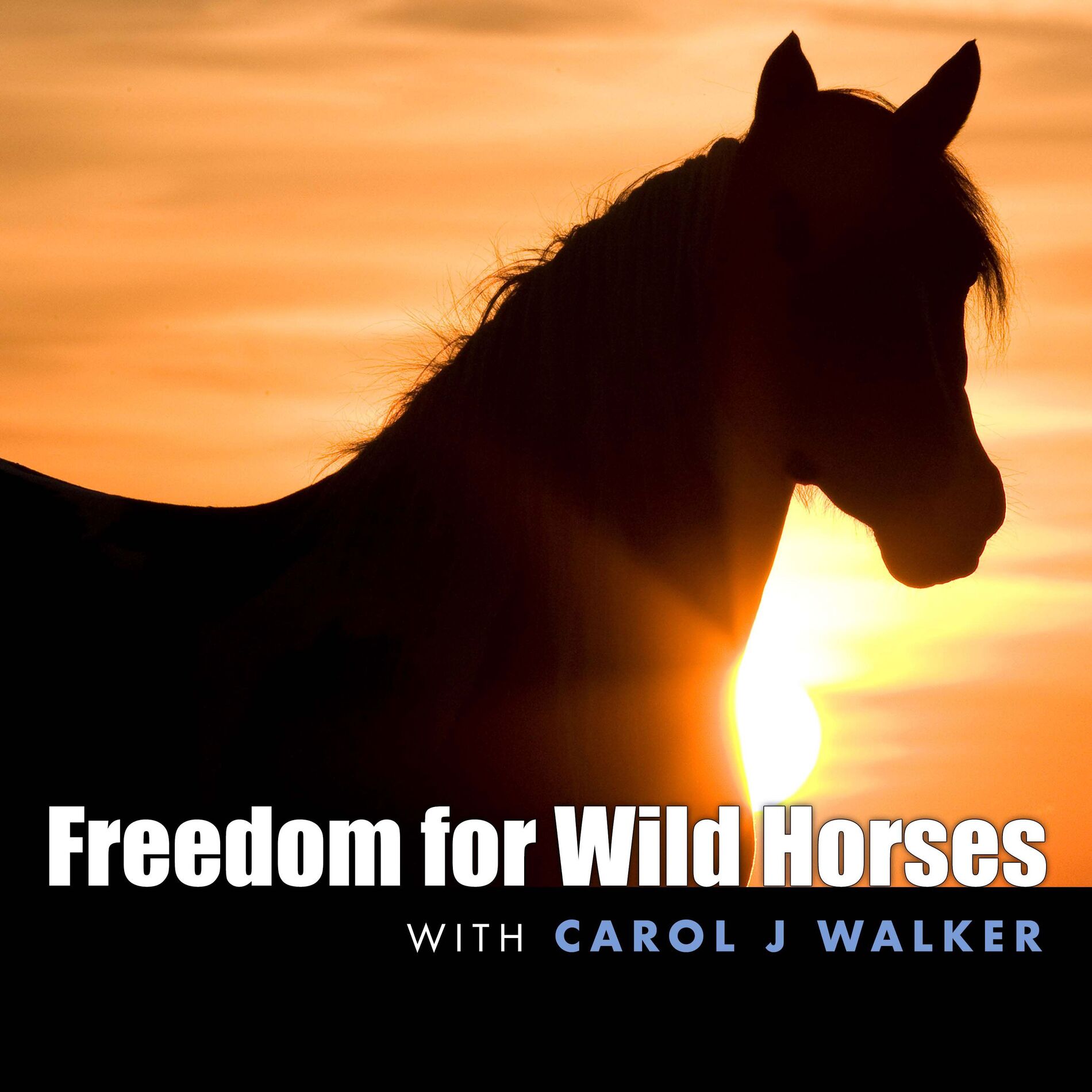 Show cover of Freedom for Wild Horses
