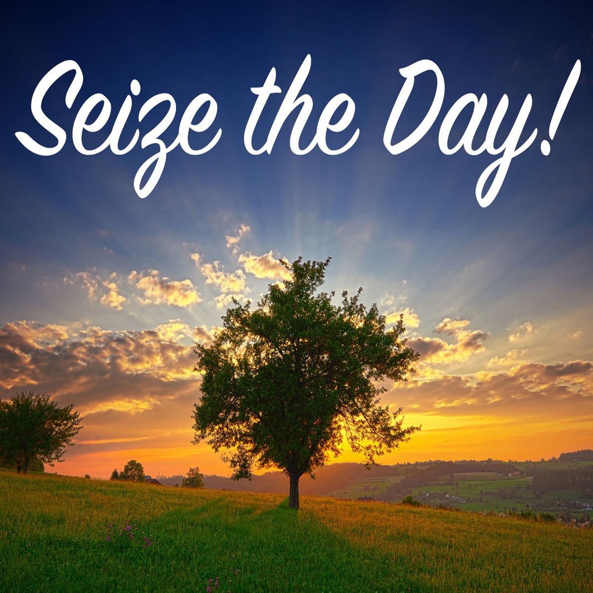 Show cover of SEIZE THE DAY!