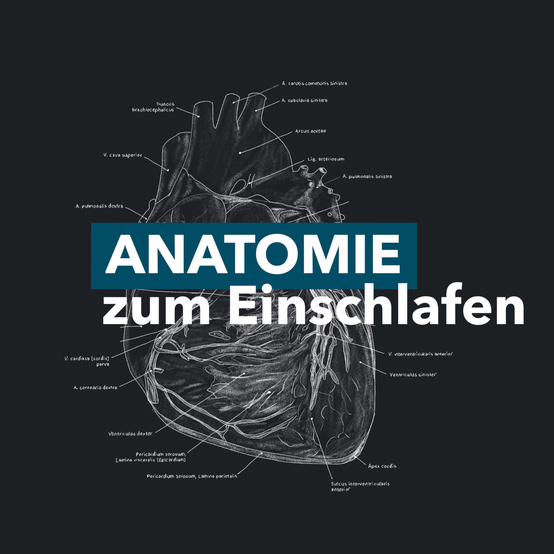 Show cover of Anatomie zum Einschlafen