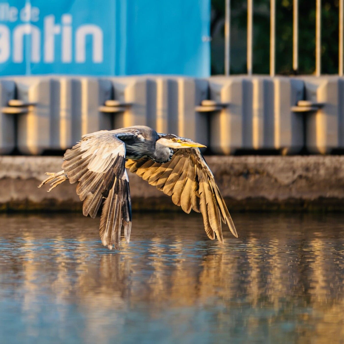 Show cover of Pantin, un oiseau dans la ville