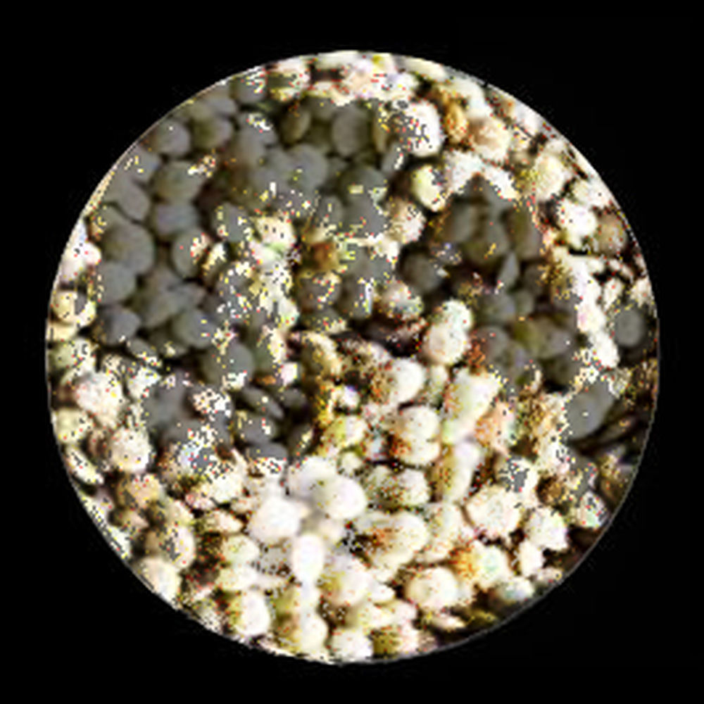 Deezer profile picture for @Lentils