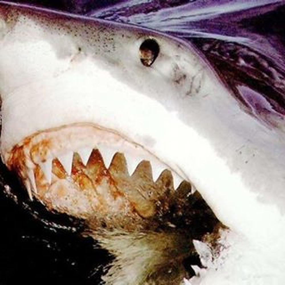 Deezer profile picture for @sharks