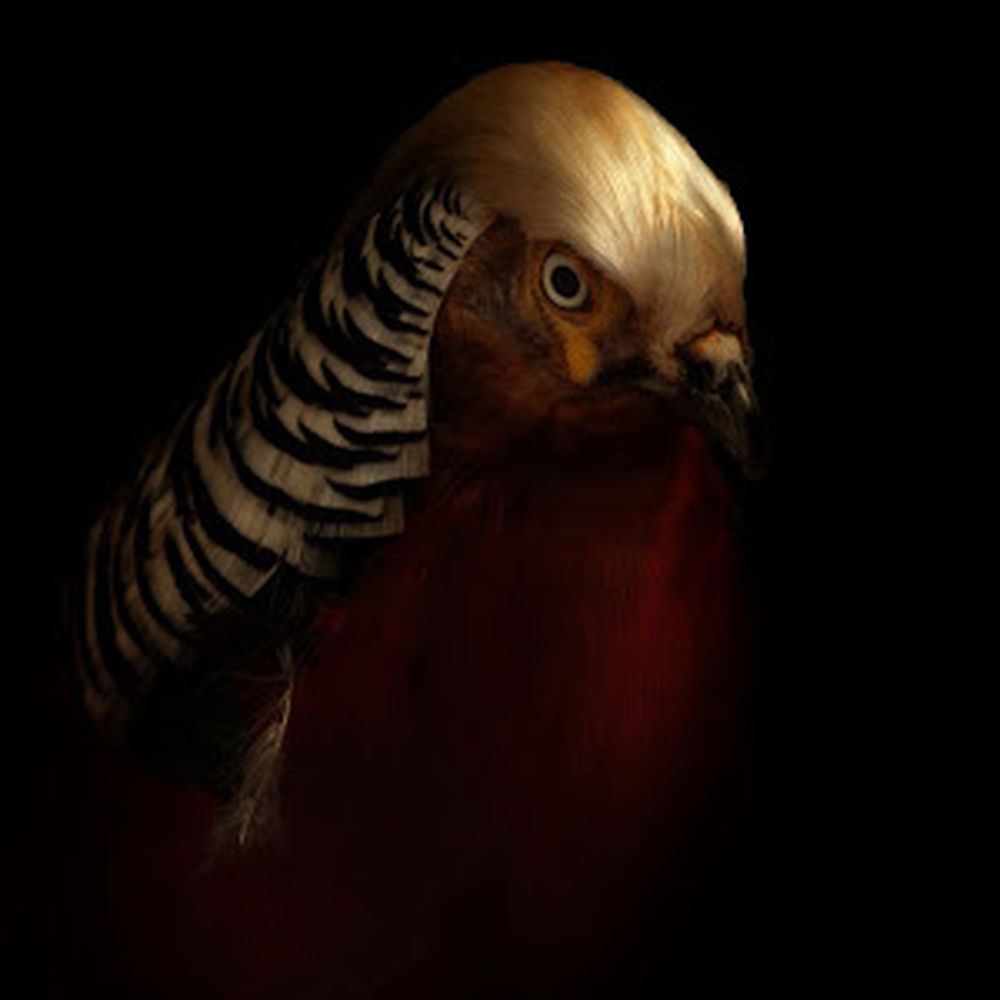 Deezer profile picture for @freeze